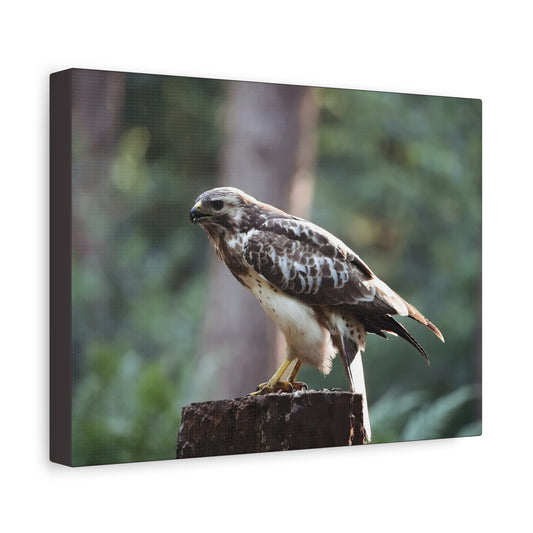 Buzzard Matte Canvas Wall Art — Stretched Nature Photography Print