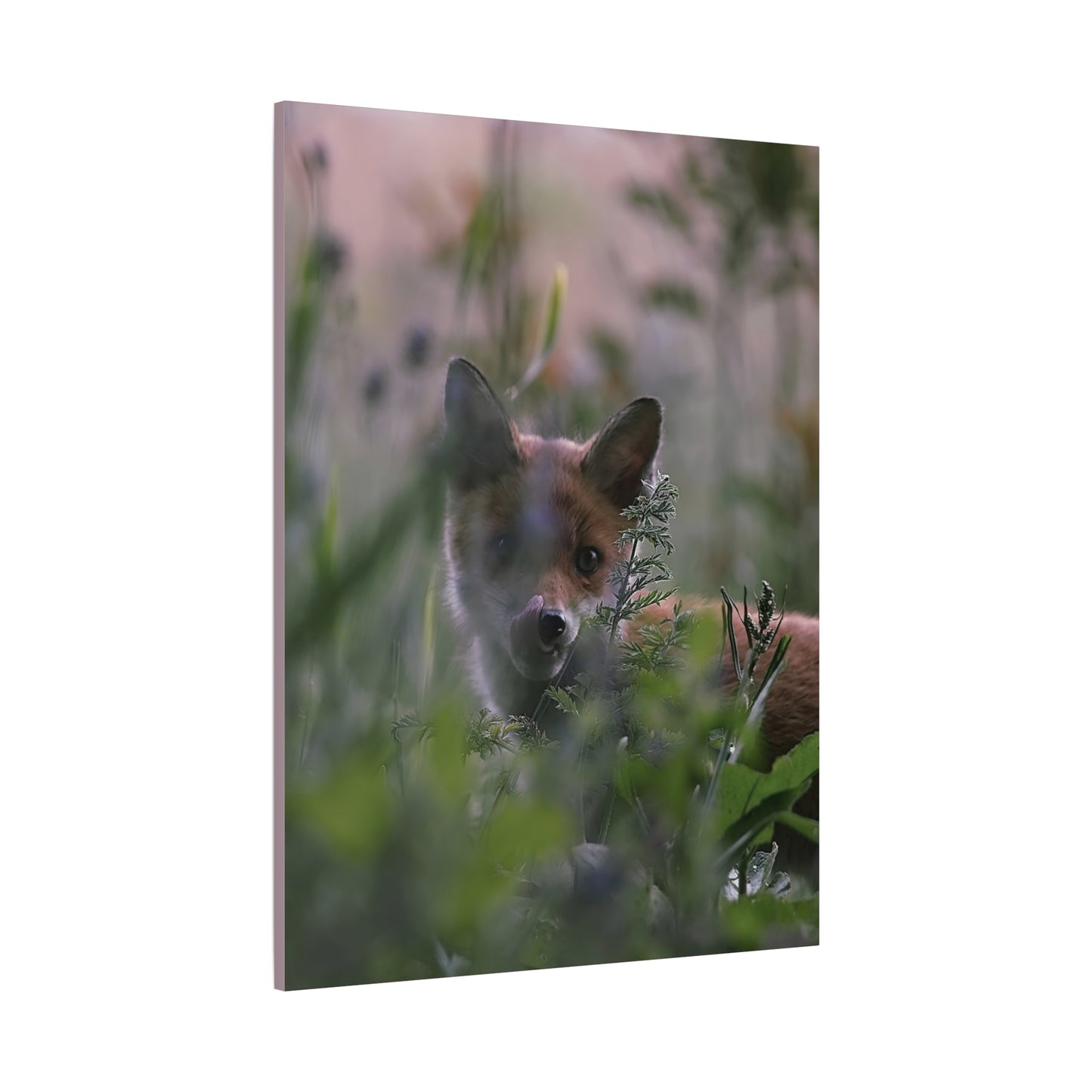 Vos in het wild, matte canvasprint — Natuur muurdecoratie, gespannen op een frame van 3,17 cm (1,25 inch)