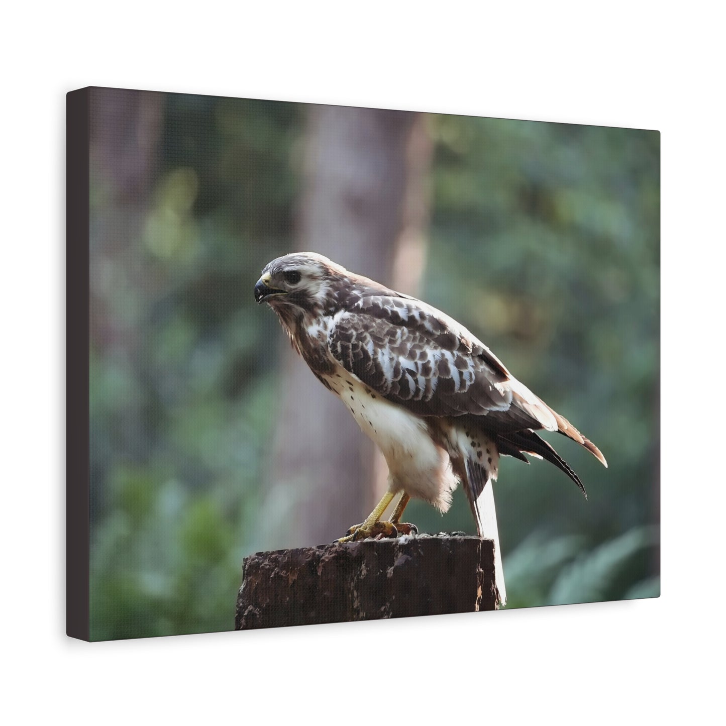 Muurdecoratie met een buizerd op mat canvas — Gespannen natuurfotoprint
