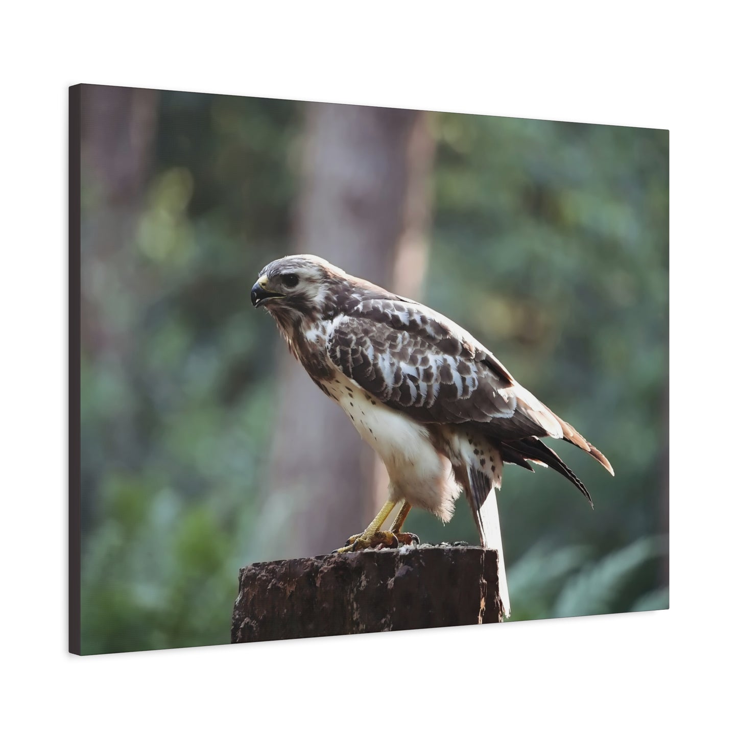 Muurdecoratie met een buizerd op mat canvas — Gespannen natuurfotoprint