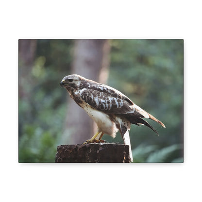 Muurdecoratie met een buizerd op mat canvas — Gespannen natuurfotoprint