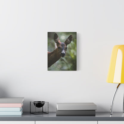 Deer Portrait Matte Canvas Print — Stretched Wall Art for Nature Lovers