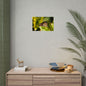 Butterfly Nature Rolled Poster - Natuurmuurkunst voor thuisdecoratie | Perfect cadeau voor natuurliefhebbers