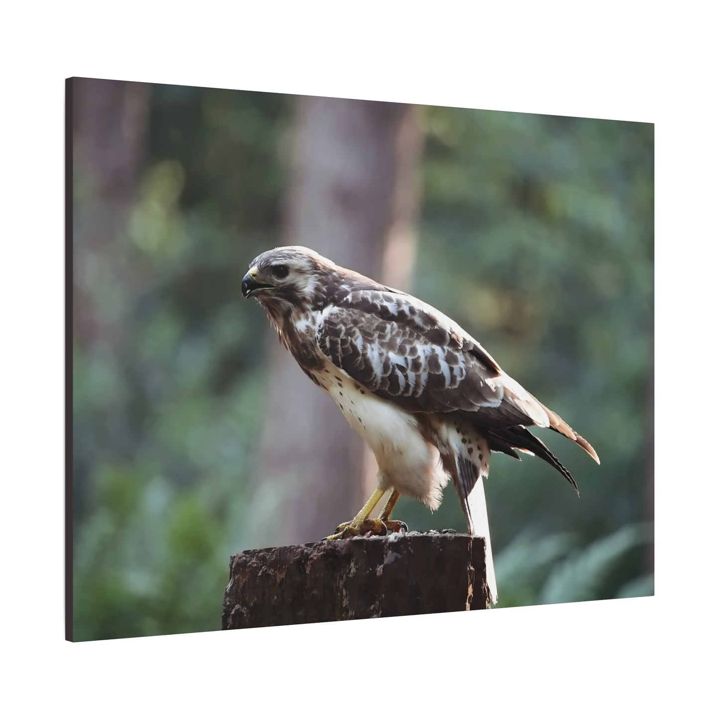 Muurdecoratie met een buizerd op mat canvas — Gespannen natuurfotoprint