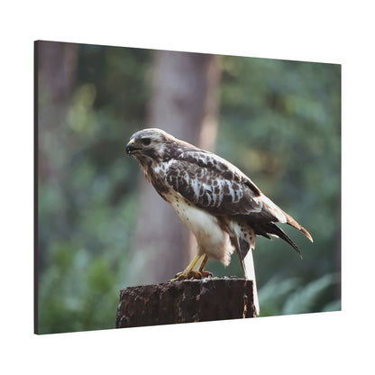 Muurdecoratie met een buizerd op mat canvas — Gespannen natuurfotoprint