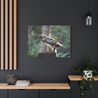 Muurdecoratie met een buizerd op mat canvas — Gespannen natuurfotoprint