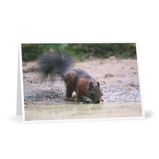 Drinking squirrel greeting card from animal lover stationery set.