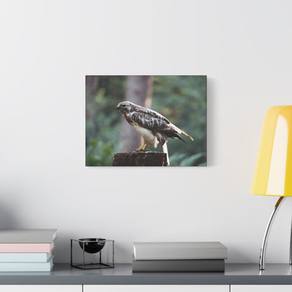 Muurdecoratie met een buizerd op mat canvas — Gespannen natuurfotoprint