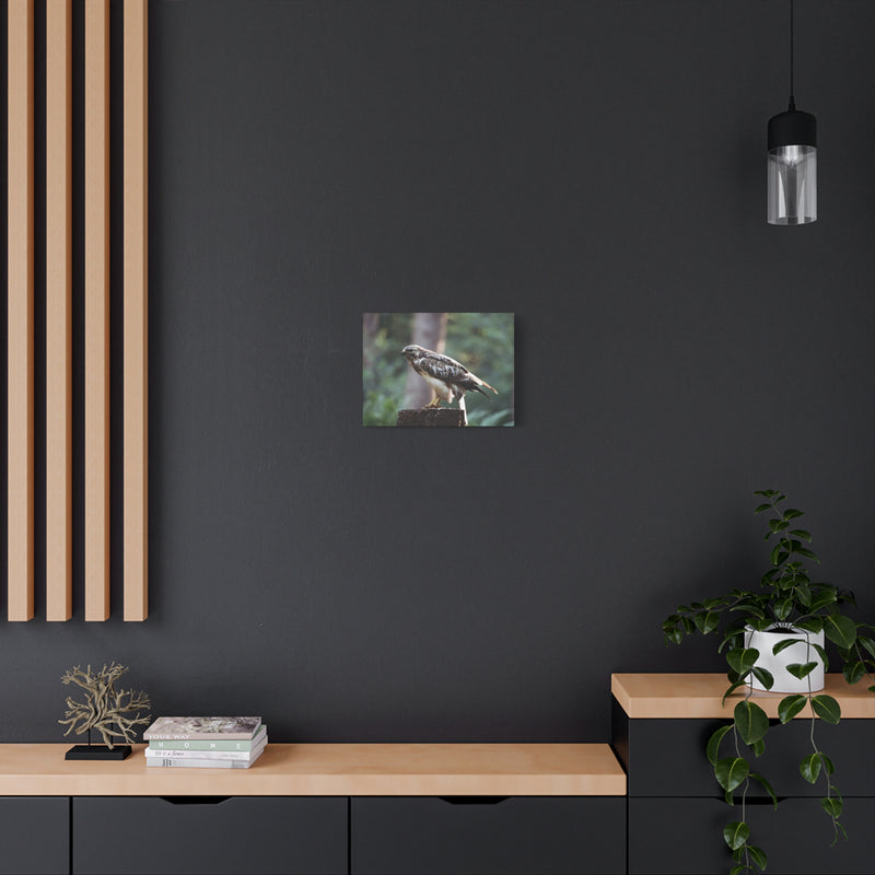 Contemplative 16″ x 12″ | 40.64 cm x 30.48 cm forest bird photography wall art on 1.25″ | 3.18 cm deep matte canvas.