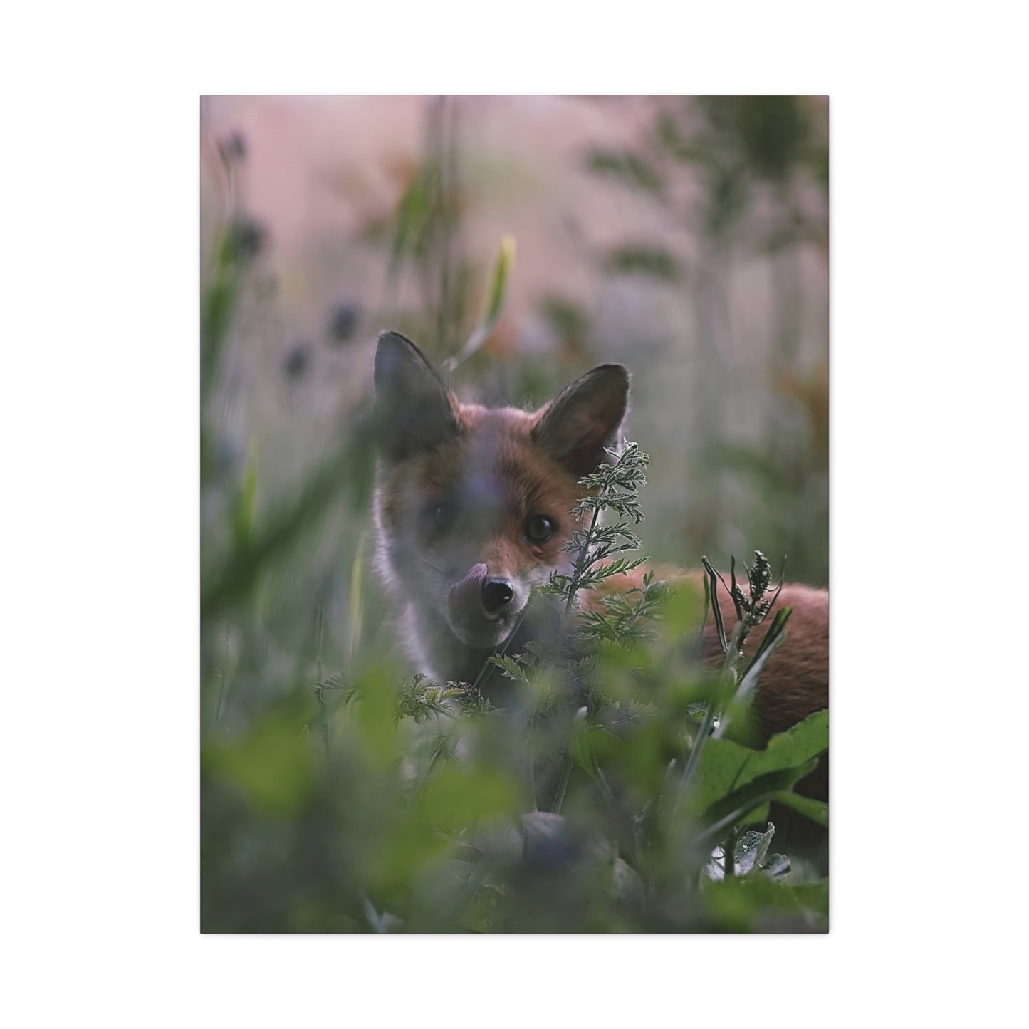 Vos in het wild, matte canvasprint — Natuur muurdecoratie, gespannen op een frame van 3,17 cm (1,25 inch)