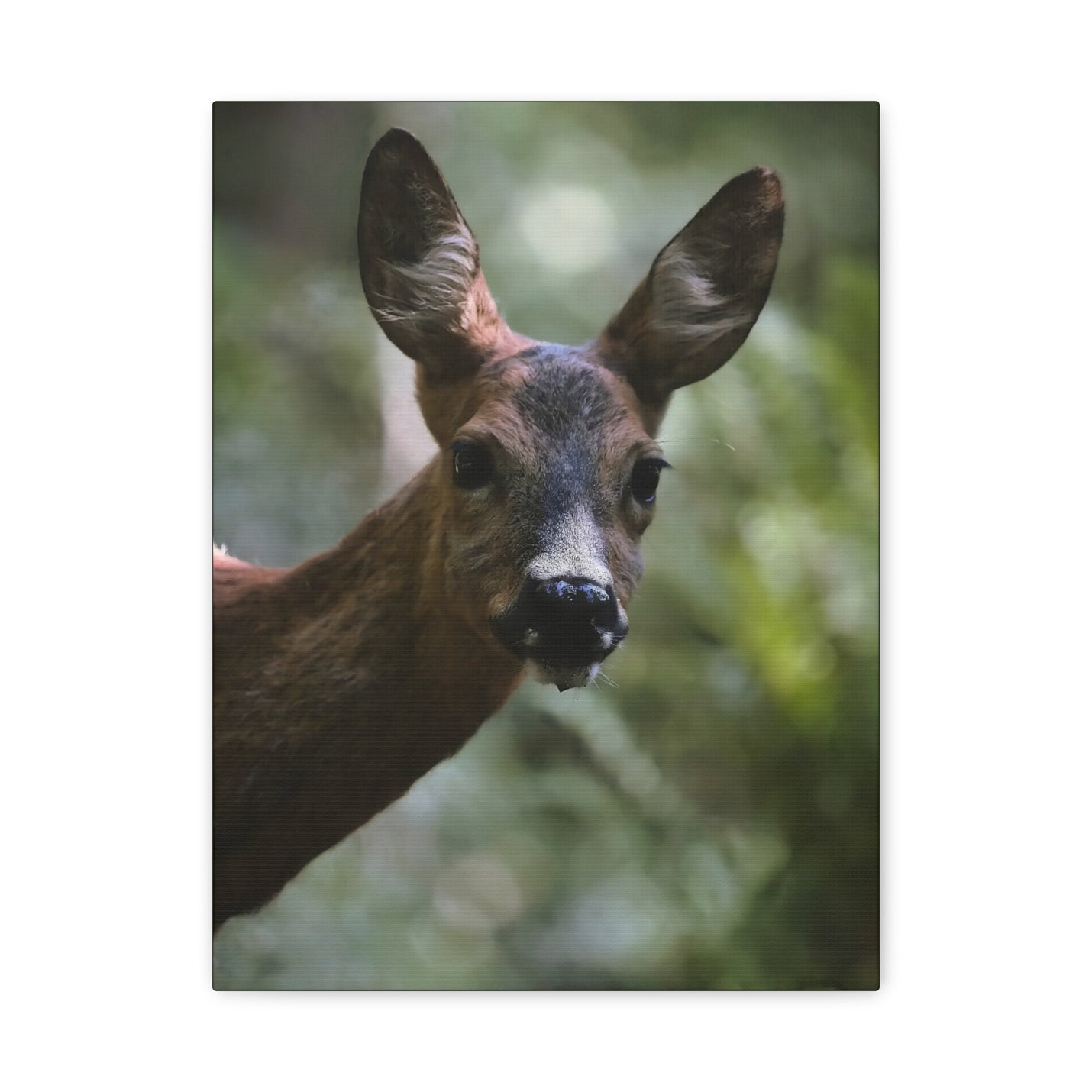 Deer Portrait Matte Canvas Print in 12″ x 16″ | 30.48 cm x 40.64 cm size with a stretched 1.25″ | 3.18 cm depth frame.