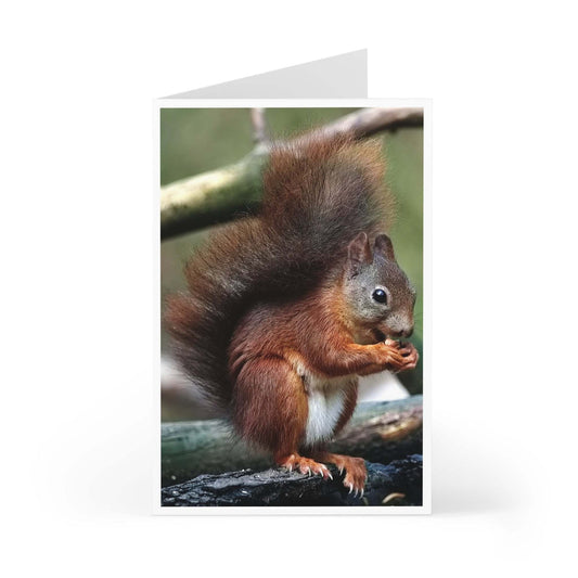 Squirrel-themed greeting card with vibrant wildlife illustration, set of 7 with envelopes.