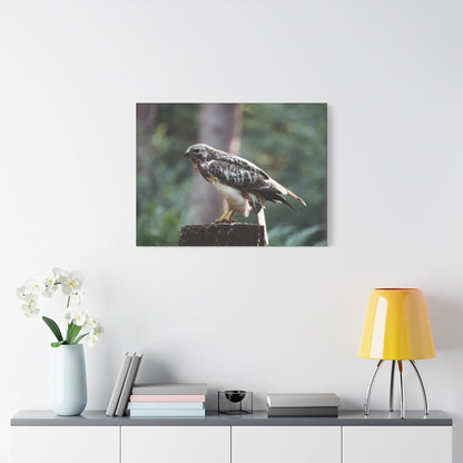 Muurdecoratie met een buizerd op mat canvas — Gespannen natuurfotoprint