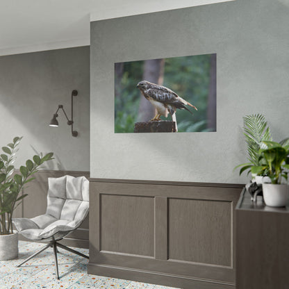 Nature-Inspired Rolled Poster of a Sparrowhawk - Perfect Wall Art for Bird Lovers