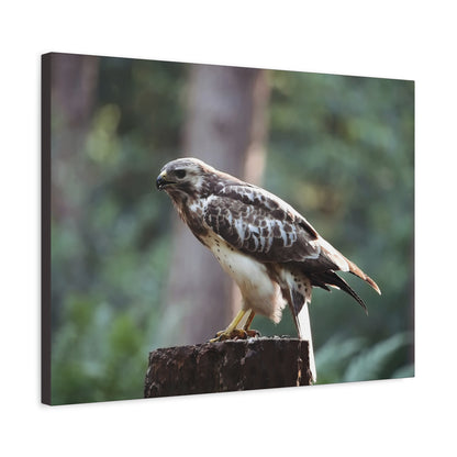 Muurdecoratie met een buizerd op mat canvas — Gespannen natuurfotoprint