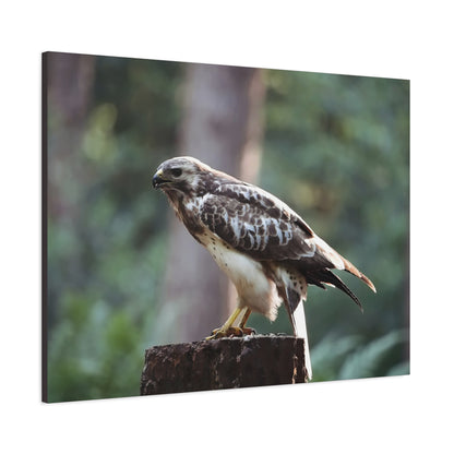 Muurdecoratie met een buizerd op mat canvas — Gespannen natuurfotoprint
