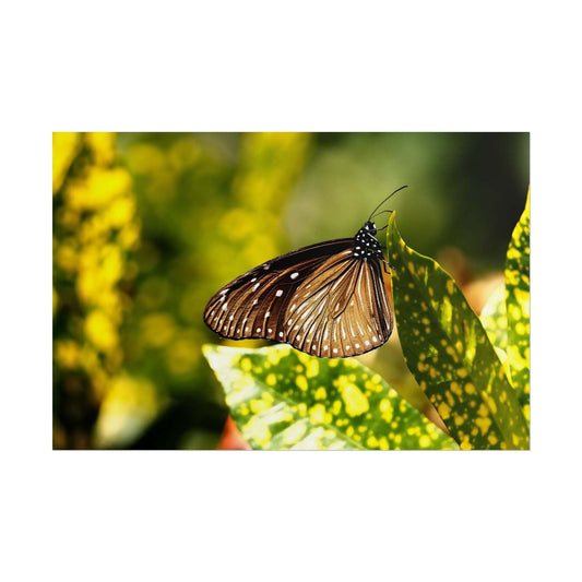 Nature Rolled Poster - Butterfly Wall Art, featuring vibrant butterfly design amidst natural habitat, ideal for home decor.