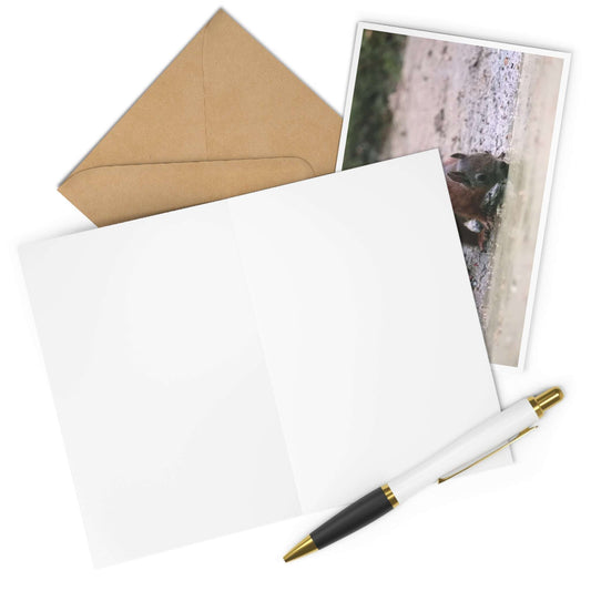 Greeting Cards Set with Drinking Squirrel Photography, Pack of 7, including envelopes and pen, on white background.