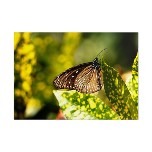 Gerolltes Poster „Schmetterling“ – Natur-Wandkunst als Heimdekoration – Perfektes Geschenk für Naturliebhaber