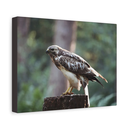 Muurdecoratie met een buizerd op mat canvas — Gespannen natuurfotoprint