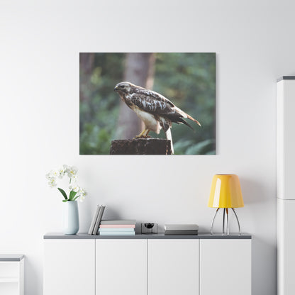 Muurdecoratie met een buizerd op mat canvas — Gespannen natuurfotoprint