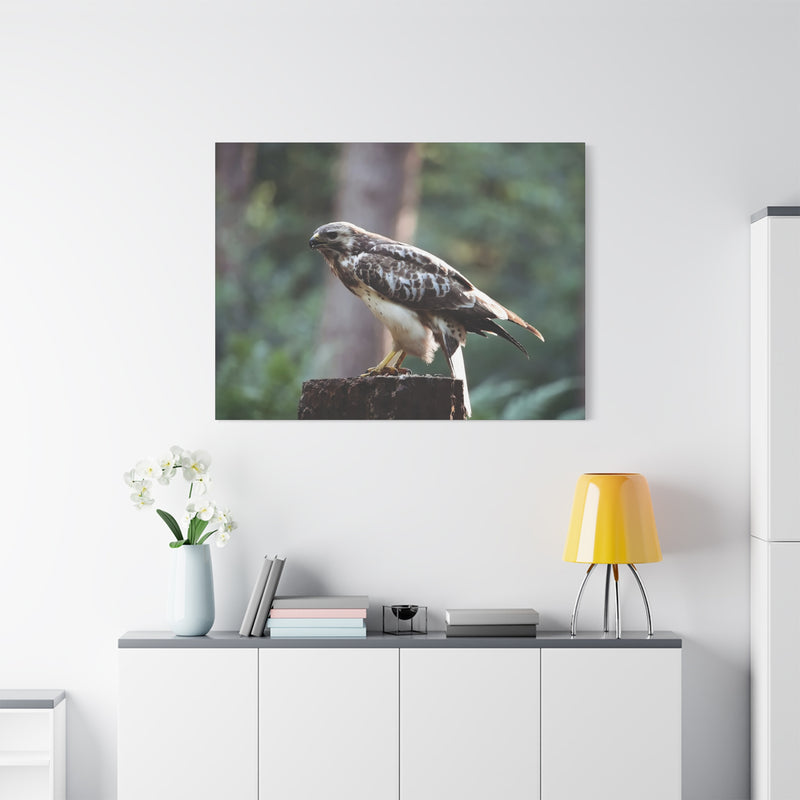 Premium 48″ x 36″ | 121.92 cm x 91.44 cm wildlife buzzard portrait on a 1.25″ | 3.18 cm wood gallery framework.