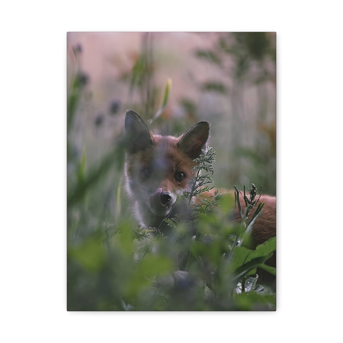 Vos in het wild, matte canvasprint — Natuur muurdecoratie, gespannen op een frame van 3,17 cm (1,25 inch)