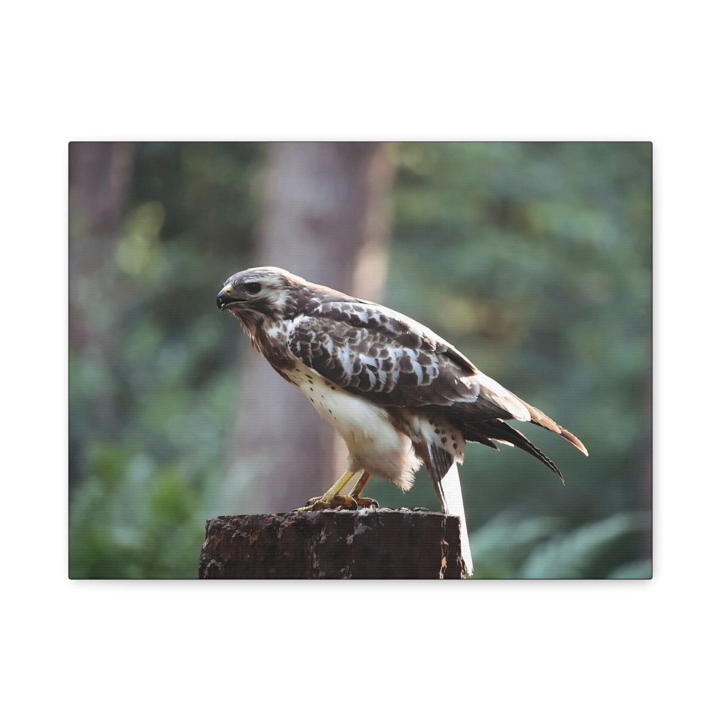 Muurdecoratie met een buizerd op mat canvas — Gespannen natuurfotoprint