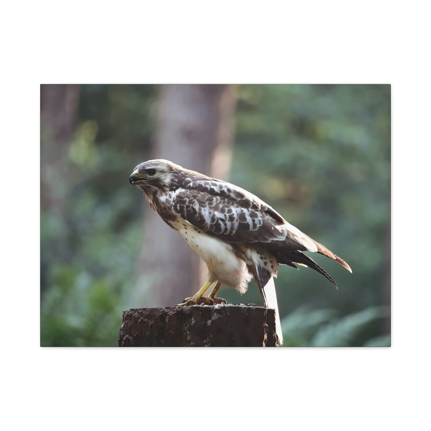 Muurdecoratie met een buizerd op mat canvas — Gespannen natuurfotoprint