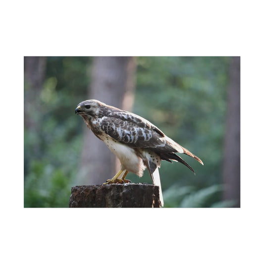 Nature-Inspired Rolled Poster of a Sparrowhawk - Perfect Wall Art for Bird Lovers