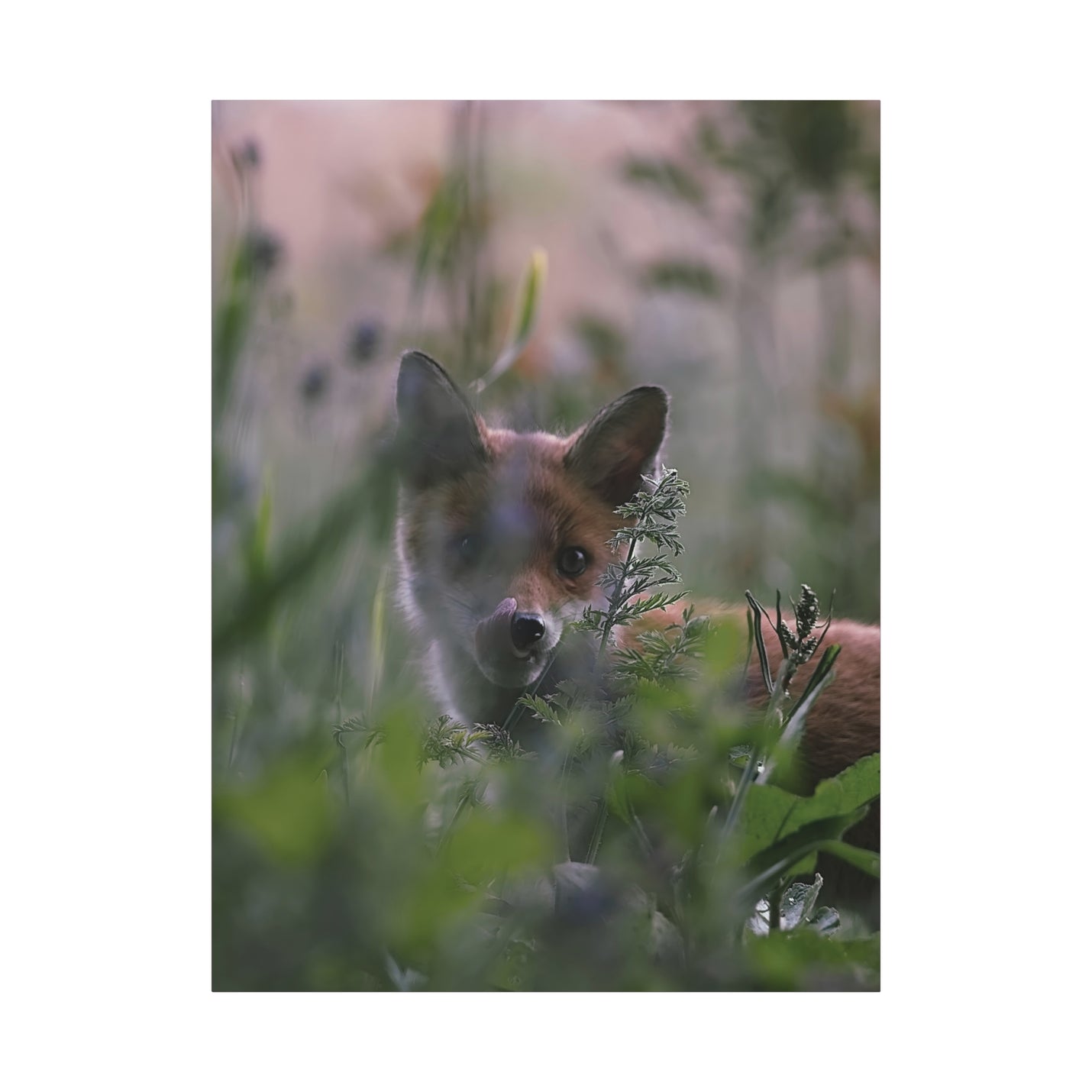 Fox In Wild Matte Canvas Print in 36″ x 48″ | 91.44 cm x 121.92 cm size with a stretched 1.25″ | 3.18 cm depth profile.