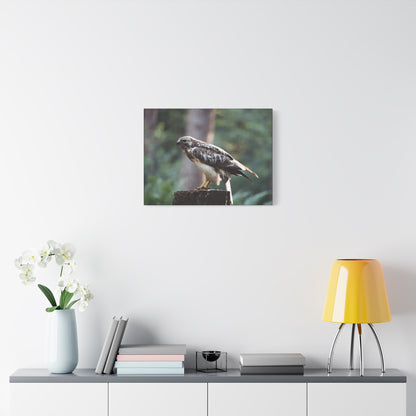 Muurdecoratie met een buizerd op mat canvas — Gespannen natuurfotoprint
