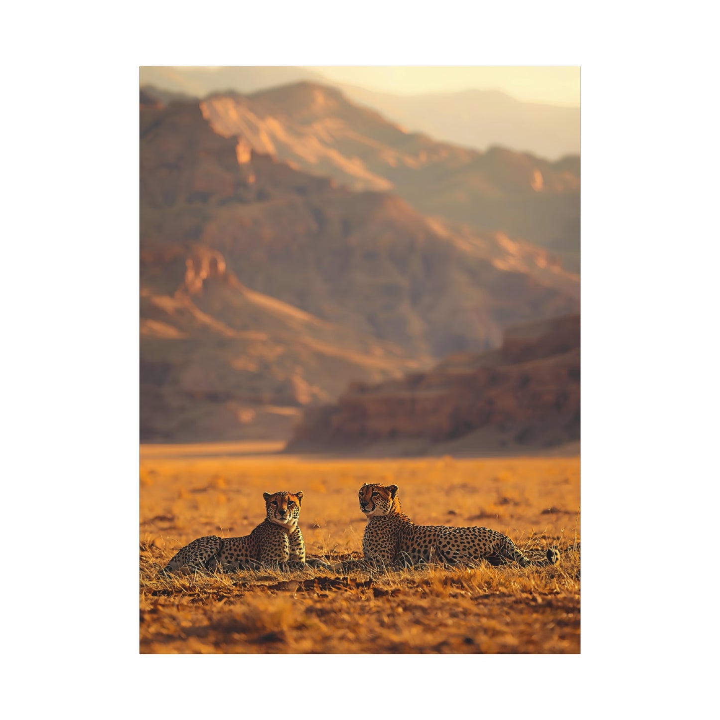 Cheetah Pair Desert Landscape Matte Canvas Print