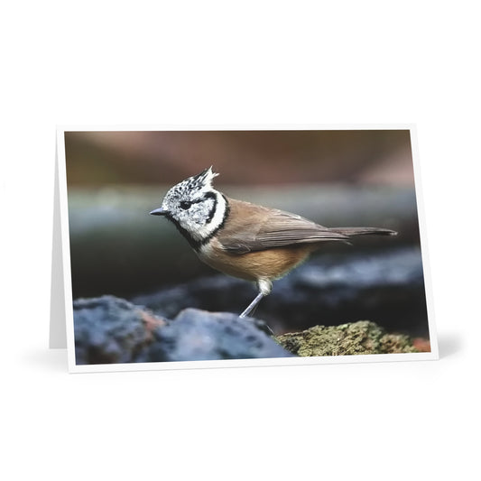 Crested Tit Greeting Card Set, Nature Postcards, Wildlife Photography Note Card Pack, Small Bird Stationery, Birdwatcher Gifts